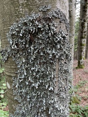 Parmelia submontana