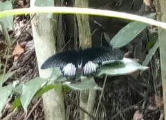 Papilio rumanzovia