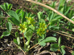 Sibbaldia parviflora