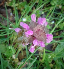 Lamium purpureum