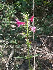 Salvia pentstemonoides