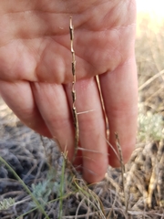 Pholiurus pannonicus