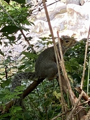 Sciurus carolinensis