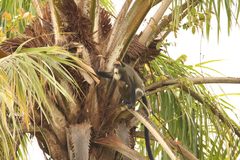 Cercopithecus neglectus