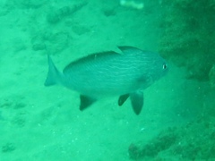 Umbrina ronchus