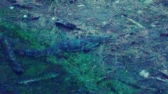 Crocodylia