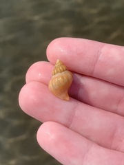 Urosalpinx cinerea image