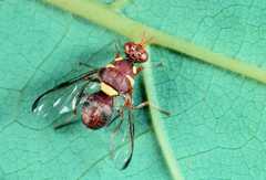 Dacus arcuatus
