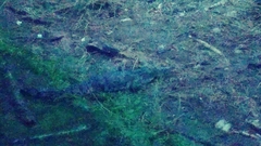 Crocodylia