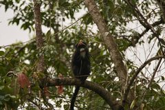 Cercopithecus neglectus