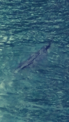 Crocodylia