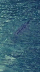 Crocodylia