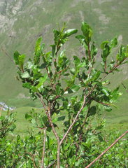 Salix kazbekensis