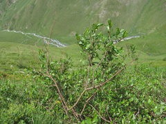 Salix kazbekensis