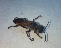Sphex funerarius