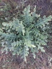 Tracheophyta