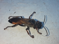 Sphex funerarius