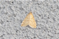 Hahncappsia pergilvalis