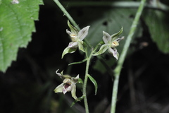 Epipactis leptochila