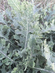 Tracheophyta