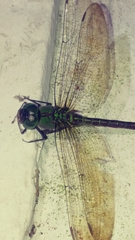 Coryphaeschna