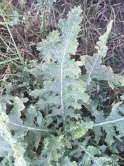 Tracheophyta