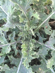 Tracheophyta