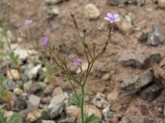 Gilia scopulorum