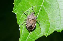Halyomorpha halys