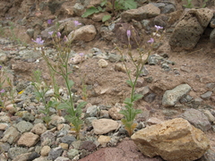 Gilia scopulorum