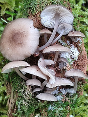 Hydropus marginellus