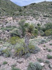 Yucca torreyi