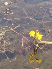 Utricularia foliosa