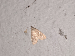 Udea olivalis