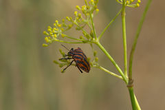 Graphosoma italicum italicum