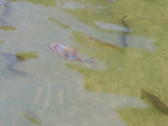 Carassius auratus