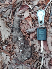 Canis lupus italicus