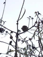 Passer domesticus
