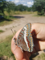 Charaxes saturnus saturnus