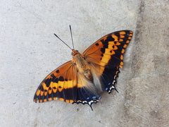 Charaxes saturnus saturnus