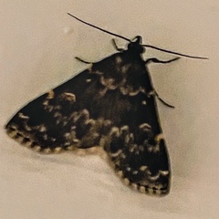 Idia scobialis