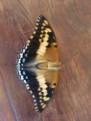 Charaxes saturnus saturnus