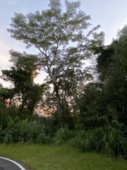 Albizia chinensis