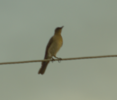 Turdus ignobilis