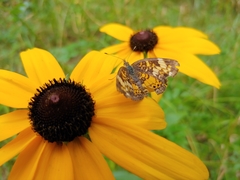 Phyciodes cocyta selenis