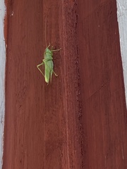 Tettigonia viridissima