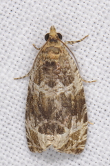 Olethreutes versicolorana