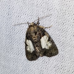 Chytonix palliatricula