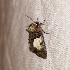 Chytonix palliatricula