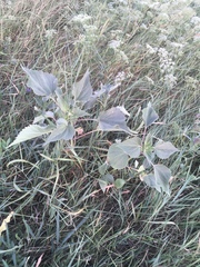 Cyclachaena xanthiifolia